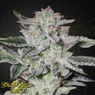 Green House Seeds Sweet Valley Kush