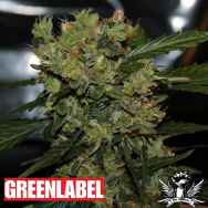 Green Label Seeds Automatic Mega Bud