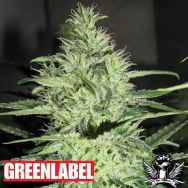 Green Label Seeds Ace Silver Haze