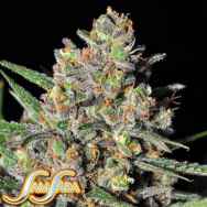 Samsara Seeds Green Love Potion