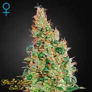 Green House Seeds Green-O-Matic Autoflowering