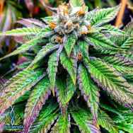 Exotic Genetix Seeds Green Ribbon BX