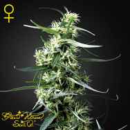 Green House Seeds Green Thai