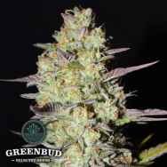 Greenbud Seeds Loveless