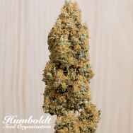 Humboldt Seed Organization Green Crack CBD