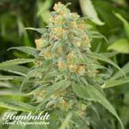 Humboldt Seed Organization Green Crack