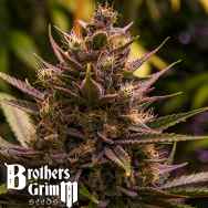 Brothers Grimm Seeds Grimm Mix