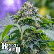 Brothers Grimm Seeds Grimmdica