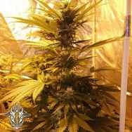 Holy Smoke Seeds Guava Dub-Star