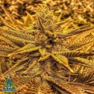 Exotic Genetix Seeds Gutbuster