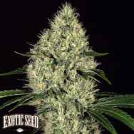 Exotic Seed Gipsy Widow