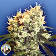 Flying Dutchmen Seeds Haleys Comet