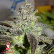 Medical Seeds Hammerhead