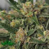 BC Bud Depot Seeds Harlequin Bx4