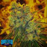 SinCity Seeds HarleSin
