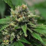 Reeferman Seeds Harmony