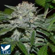 Cannabiogen Seeds Hash Fruit