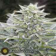 Mandala Seeds Hashberry