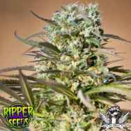 Ripper Seeds Hawaiian Wave