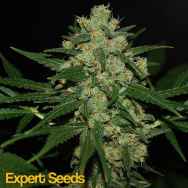 Expert Seeds Hawaiian Afghan