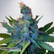 Ministry of Cannabis Hay-Z