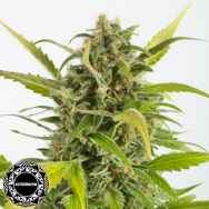 Dinafem Seeds Haze AUTO CBD