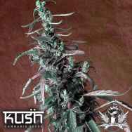 Kush Cannabis Seeds Haze Kush