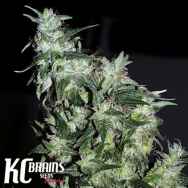 KC Brains Haze Special