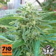 710 Genetics Seeds C99 Haze