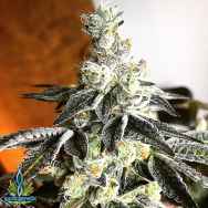 Exotic Genetix Seeds Hazelnut Cream