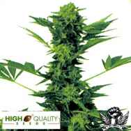 High Quality Seeds Bob Marley's Best