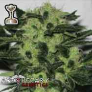 Apothecary Genetics Seeds Headband 707