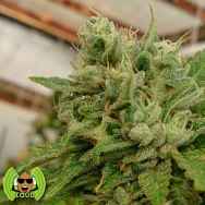 Loud Seeds Headband