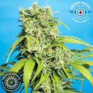 Tropical Seeds Heaven's Gate CBD