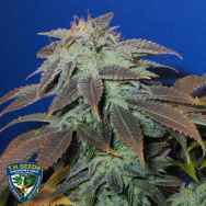 T H Seeds Heavy Duty Fruity