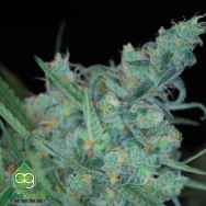 AlphaKronik Genes Seeds Heisenberg Kush