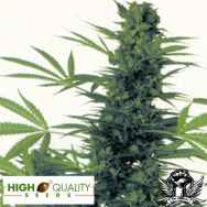 High Quality Seeds Four Way Special