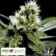 High Quality Seeds Ghandi