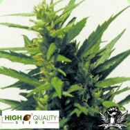 High Quality Seeds Haze x Skunk