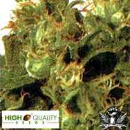 High Quality Seeds Original Highway Delight