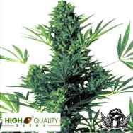 High Quality Seeds Northern Light