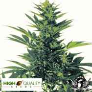 High Quality Seeds Original Californian Orange Skunk