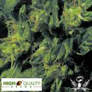 High Quality Seeds Swazi x Skunk