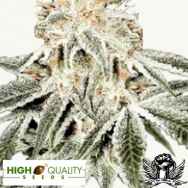 High Quality Seeds White Widow