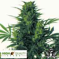 High Quality Seeds Afghani Hindu Kush