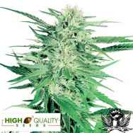 High Quality Seeds Big Bud Super Skunk