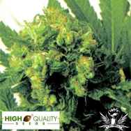 High Quality Seeds Original Hawaiian Maui Wowie