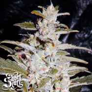 Short Stuff Seeds Himalaya Orange Diesel