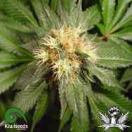 Kiwi Seeds Hindu Kush