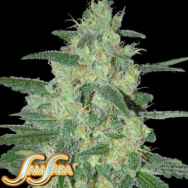 Samsara Seeds Holy Grail 69